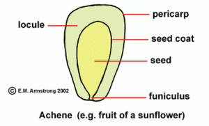 Fruit of a sunflower